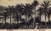 View of Bordighera:the Palms Postcard Pierre Renoir